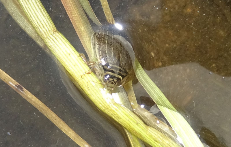 femm. di Acilius sulcatus - Dytiscidae
